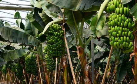 PA视讯国际物流为国外种植园水果进口效率加速